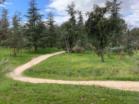 Dirt road entering among the pinesの写真素材