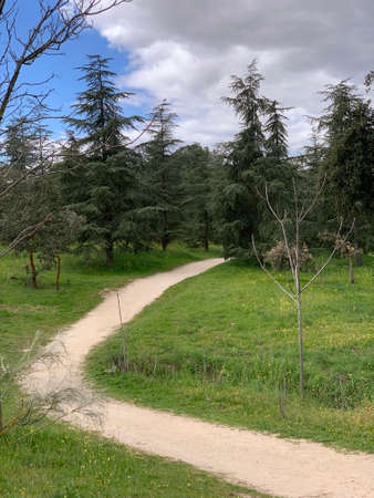 Dirt road entering among the pinesの写真素材