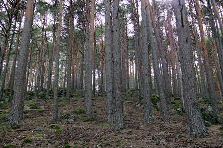 Wild pine forest seen in upward perspectiveの写真素材
