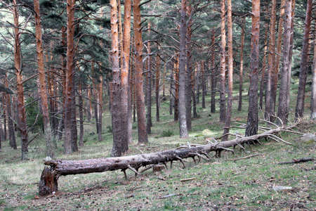Trees fallen in the middle of the forestの写真素材