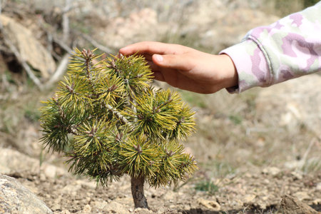 Close-up of a small wild pine with a girl's hand on topの写真素材
