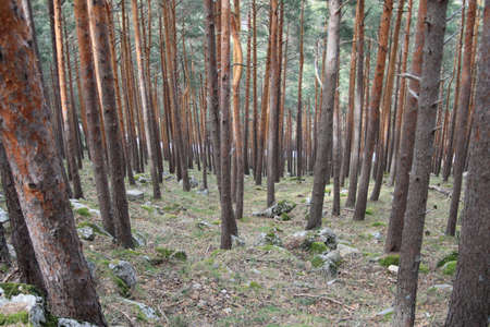 Wild pine forest seen in descending perspectiveの写真素材
