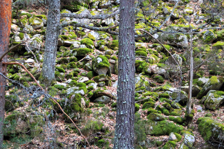 Mossy rocks on the side of a mountainの写真素材