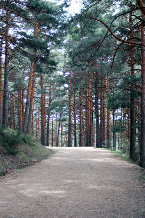 Dirt road between a forest of wild pinesの写真素材