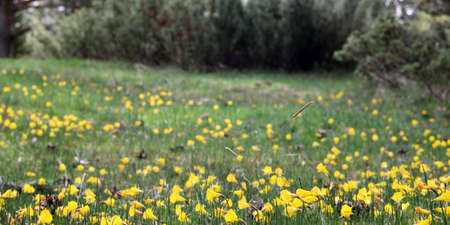 Grouping of yellow bells in a meadowの写真素材