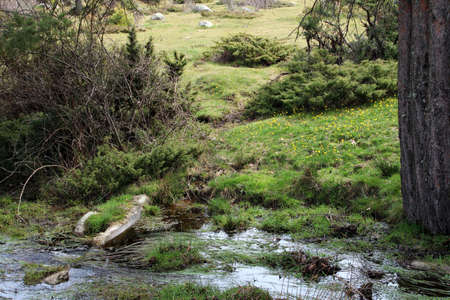 Stream surrounded by trees and green meadowsの写真素材