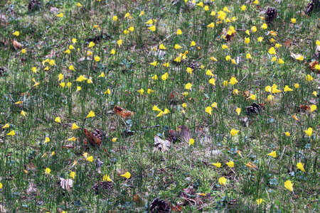 Grouping of yellow bells in a meadowの写真素材