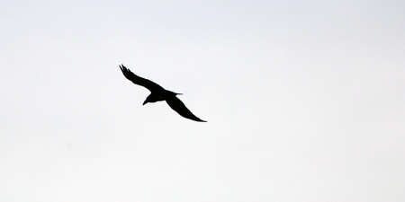 Silhouette of a crow in mid-flightの写真素材