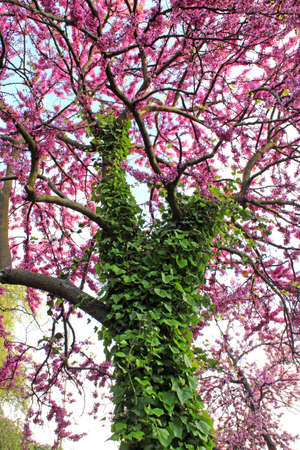 Cercis siliquastrumwith ivy covered trunk