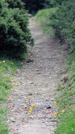 Yellow flowers in the middle of a dirt path