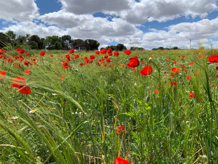 Poppies growing in the middle of a barley cropの写真素材