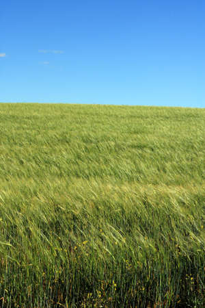Barley crop in the windの写真素材