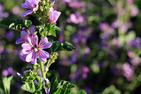 Close-up of a wild mallowの写真素材
