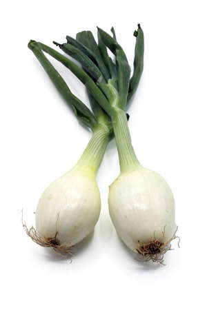 Two fresh chives isolated on a white backgroundの写真素材