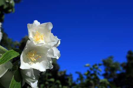 White flowers in spring with the sky in the backgroundの写真素材