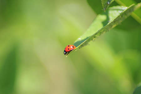 Close-up of a ladybug on a leafの写真素材
