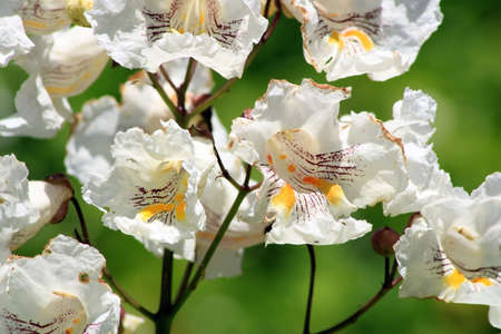 Close-up of the flower of Catalpa bignonioidesの写真素材