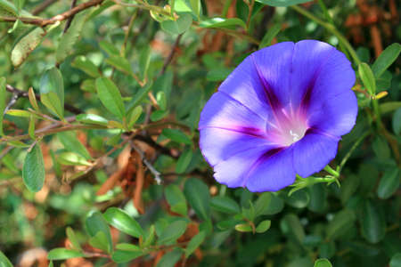 Purple bell flower with yellow centerの写真素材