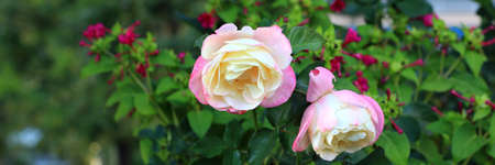 Rose of two colors, white and pink in a gardenの写真素材