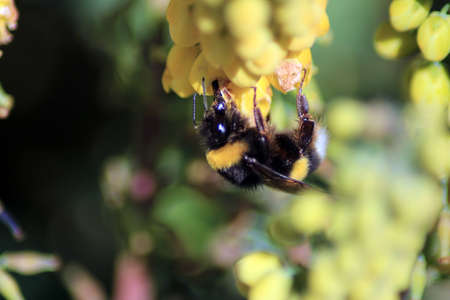 Bumblebee on yellow flowers feeding
