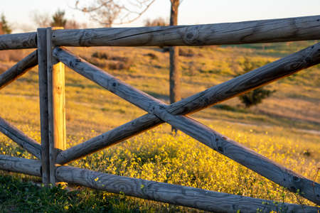 Wooden fence in the field with yellow wildflowers at sunsetの写真素材