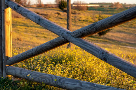 Wooden fence in the field with yellow wildflowers at sunsetの写真素材