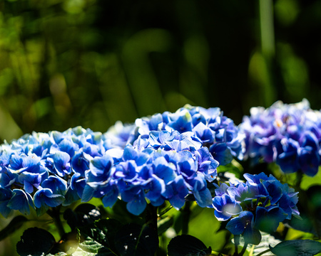 Beautiful blue flower blossom showing us the beauty of nature
