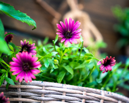 A beautiful flower with a nice back ground in a family gardeの写真素材