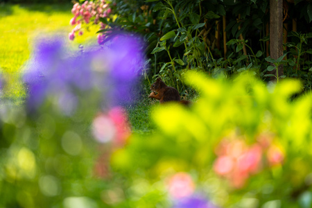 A squirrel is sitting in the garden and tries to open a walnutの写真素材