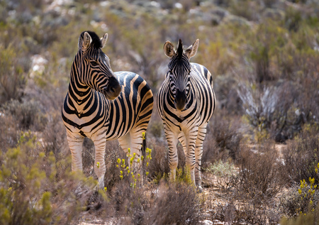 Two Zebras standing next to each otherの写真素材