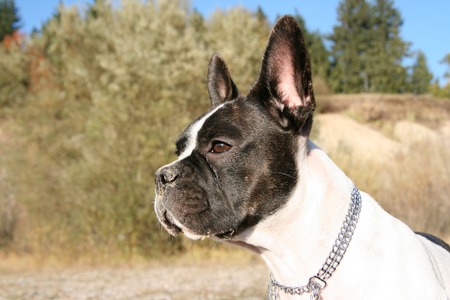 French bulldog and Boston Terrier Mix between bushesの写真素材