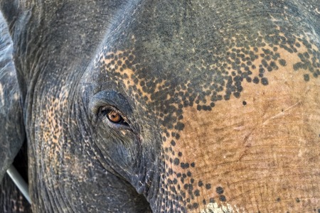 Look into the eye of an Elephant in Thailand.の写真素材