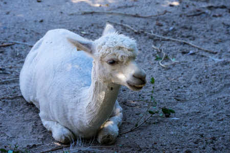 white alpaca sitting on the ground in a zooの写真素材