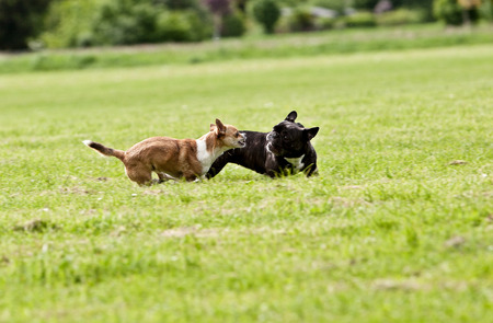 French Bulldog and Chihuahua playing around on the grassの写真素材