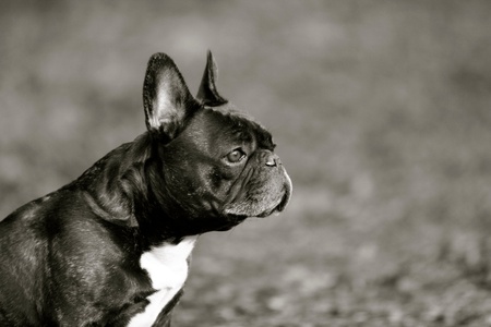 Somebody clicked a photo of a puppy with his side faceの写真素材