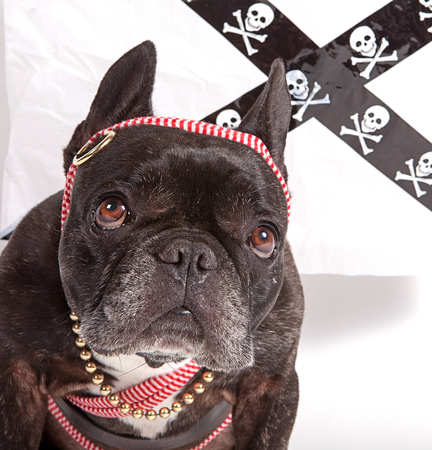 French Bulldog dressed as a dangerous pirate girlの写真素材