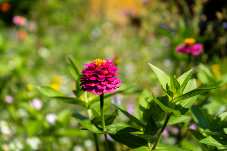 Beautiful flower meadow with a lot of different flowers and blossomsの写真素材