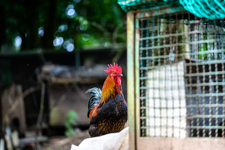 A proud rooster showing off his beautiful feathers