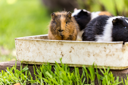 Some Guinea Pigs sitting in a food bowlの写真素材
