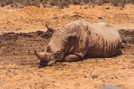 A Rhinoceros laying calm and relaxed in the brown sandの写真素材