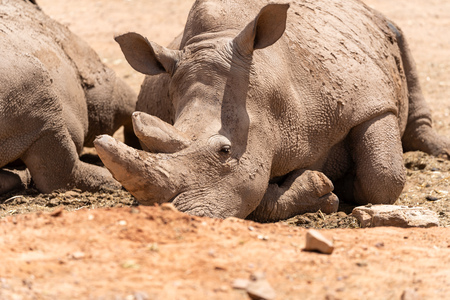 A Rhinoceros laying calm and relaxed in the brown sandの写真素材