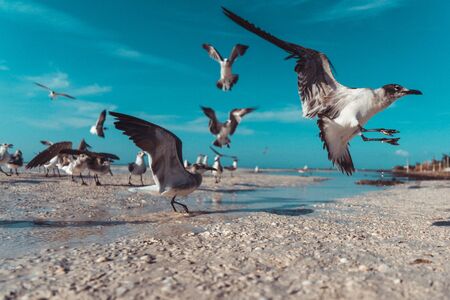 A whole colony of seagulls in the shallo water on the beach of Holboxの写真素材