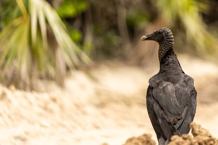 A black raven vulture sitting aside a gravel street