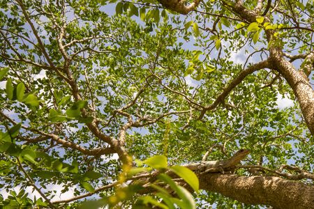 Green iguana sitting on the branch of a tree