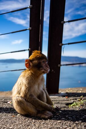 Barbary Ape at the tourist spot on the mountaintop of Gibraltarの写真素材