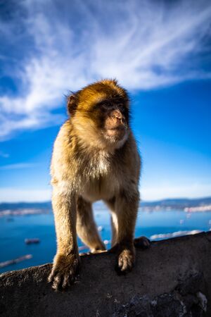 Barbary Ape at the tourist spot on the mountaintop of Gibraltarの写真素材