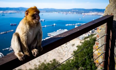 Barbary Ape at the tourist spot on the mountaintop of Gibraltar