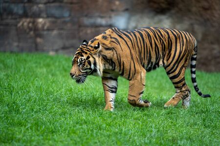 A Tiger walking around in his cage at Bioparc Fuengirola