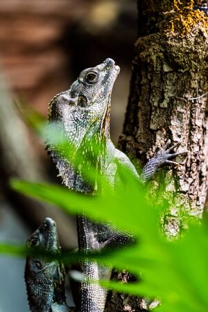 A coloured Lizard hanging at the side of a treeの写真素材