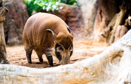 A Red River Hog in its cage at Bioparc Fuengirola